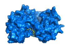 L'estudi de les proteïnes a travès de la computació a la UPC, element clau en el tractament del càncer