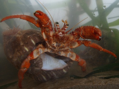 Cranc hermità ('Dardanus calidus') amb anèmones ('Calliactis parasitica') enganxades a la closca