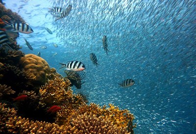 Peixos al fons marí