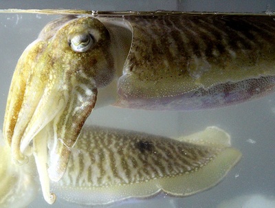 Estudien reduir l'impacte del soroll del transport marítim en les espècies marines