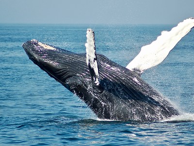 Balena saltant de l'aigua