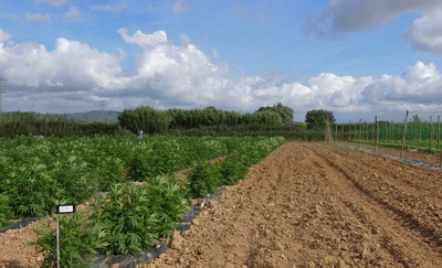 Neix el primer Cannabis Hub d’Europa, de la mà de la UPC i Valenveras