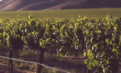 Participació de la UPC a la Plataforma Tecnològica del Vi per impulsar la innovació en el sector