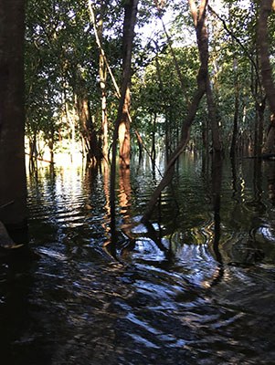 Una imatge de la reserva de Mamirauà, a l'Amazones, Brasil