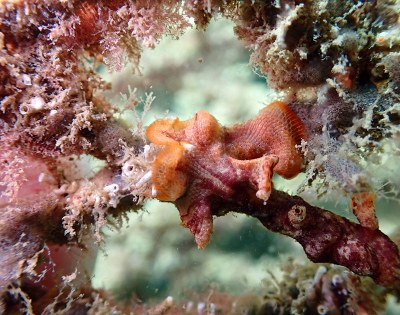 Diversos organismes submarins que han colonitzat estructures submergides ja desenvolupades i que utilitzen actualment a Ocean Ecostructures, Barna Steel