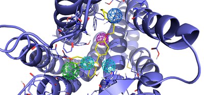 Un estudi de la UPC demostra l’eficàcia del raloxifè per tractar els processos inflamatoris associats a la COVID-19