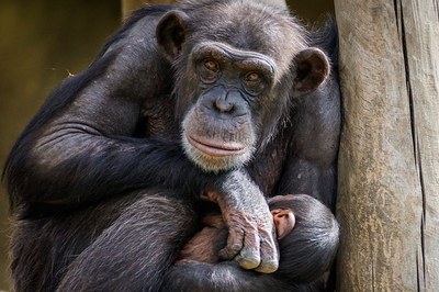 Un nou estudi demostra que la comunicació gestual dels ximpanzés i la dels éssers humans segueixen els mateixos patrons lingüístics