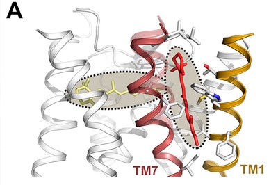 Una nova forma d’unió entre el retinal i els pigments visuals dels cons permetria dissenyar nous lligands per al tractament de malalties visuals