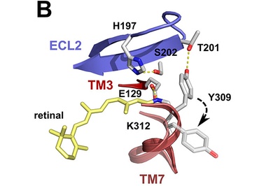 Una nova forma d’unió entre el retinal i els pigments visuals dels cons permetria dissenyar nous lligands per al tractament de malalties visuals