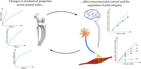 Com afecta la dimensió dels sistemes musculoesquelètics en el control neuronal i la regulació de l’estabilitat de les articulacions?