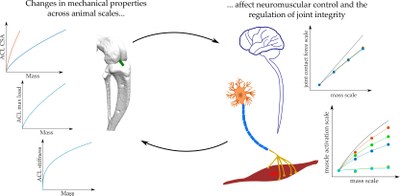 Cómo afecta la dimensión de los sistemas musculoesqueléticos en el control neuronal y la regulación de la estabilidad de las articulaciones?