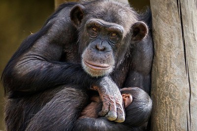 A new study shows that chimpanzee gestural communication and human language follow the same linguistic patterns