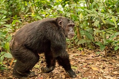 A new study shows that chimpanzee gestural communication and human language follow the same linguistic patterns
