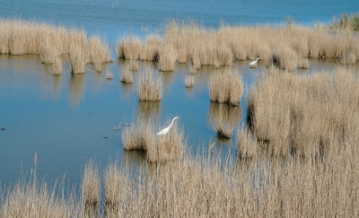 Image of the Ebro Delta, one of the pilot sites