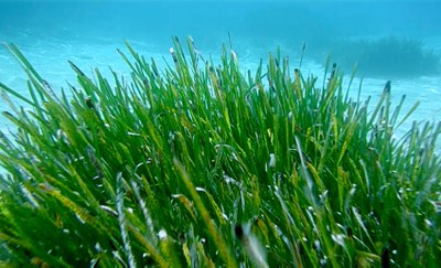 A UPC study shows that human-generated noise can contribute to deplete seagrass posidonia populations