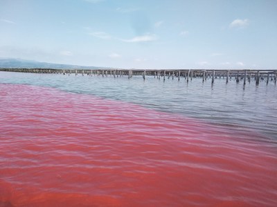 Experiment in Fangar Bay with rhodamine, a water-soluble and harmless tracer dye
