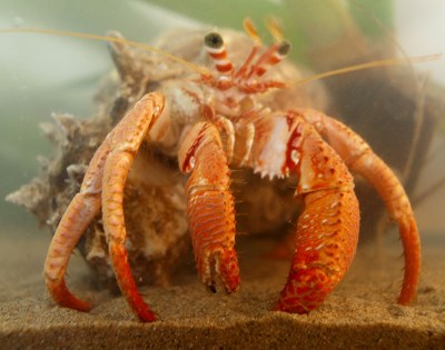 Hermit crab (dardanus calidus)
