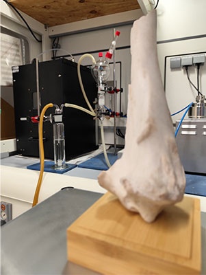 The technology is based on a naturally abundant material, hydroxyapatite, found in the bones of living beings, such as the cow bone shown in the foreground.