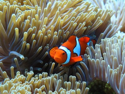 Clownfish (amphiprion ocellaris) are attracted to sea anemones (heteractis magnifica) in a symbiotic relationship, an example of allelochemical communication, which occurs between different species.