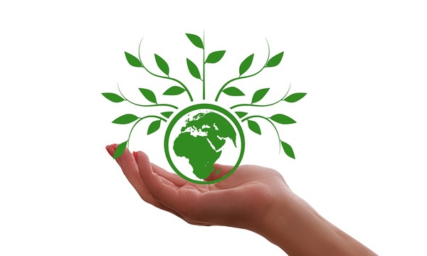 a hand holding a sketched plant