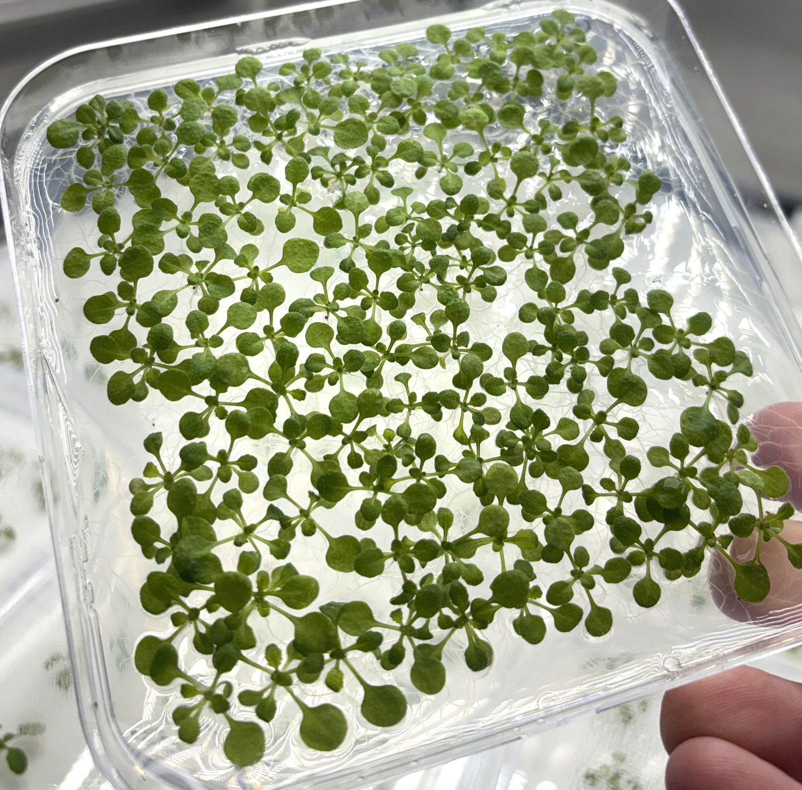Samples of arabidopsis thaliana plants subjected to different stress conditions in the laboratory.