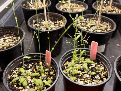 Samples of Arabidopsis thaliana plants