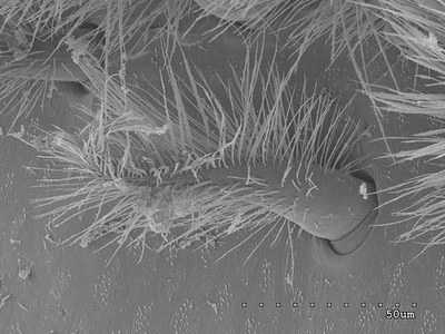 Células sensoriales del estatocisto de cangrejo hermitano ('Dardanus calidus') vistas por microscopía electrónica de barrido