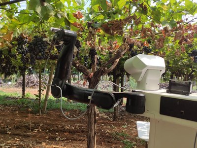 El prototipo recolectando uvas