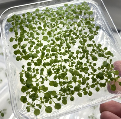 Muestras de la planta  'arabidopsis thaliana' que se ha sometido a distintas condiciones de estrés en el laboratorio