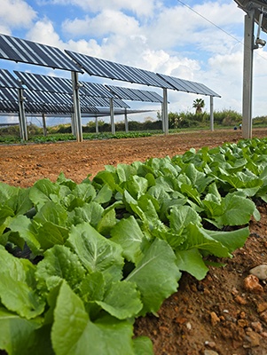 La planta ha iniciado los ensayos con cultivos de lechuga y brócoli