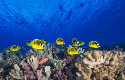 Fondo oceánico con peces de colores