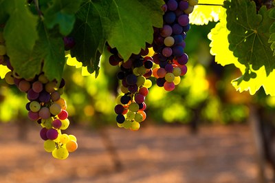 La Unidad de Mecanización Agrícola de la UPC busca soluciones para reducir el uso del cobre en los viñedos