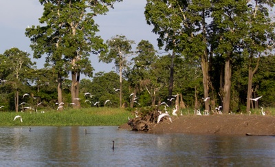 Investigadores de la UPC, Brasil y Australia obtienen las primeras imágenes y sonidos de un observatorio instalado en el Amazonas