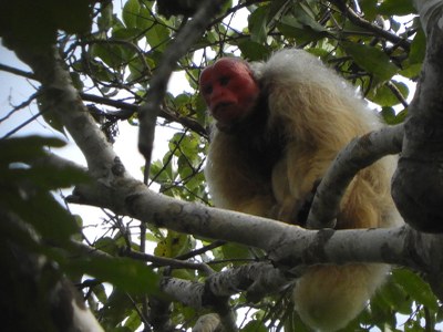 Mono uacario blanco sobre una rama de la selva tropical