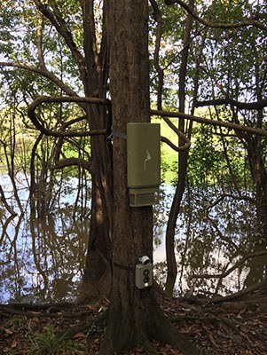 Un nodo instalado en un árbol en la reserva de Mamirauá, Brasil