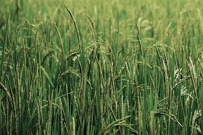 Recuperación de nutrientes de aguas residuales para transformarlos en fertilizantes de alto valor añadido
