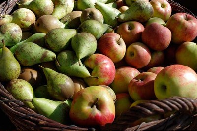 Se incrementan los precios de la cadena de valor de la manzana y la pera en Cataluña, en tiempos de COVID-19, según un estudio del CREDA-UPC-IRTA