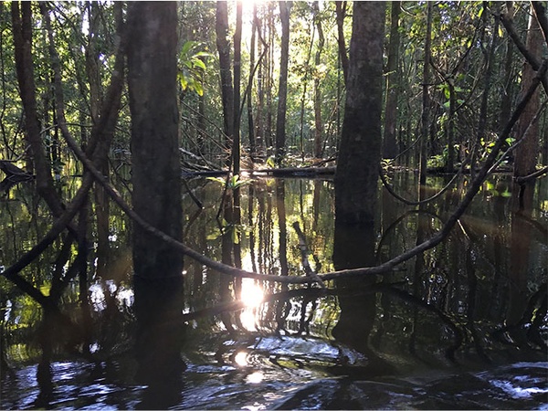Paisaje de la Amazonia