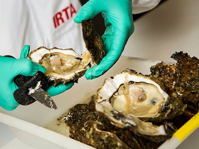 Análisis de ostras en el laboratorio. Imagen: IRTA