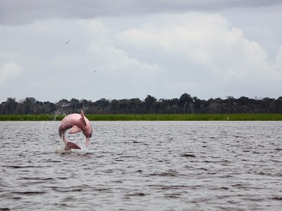 Delfín rosa que emerge del mar