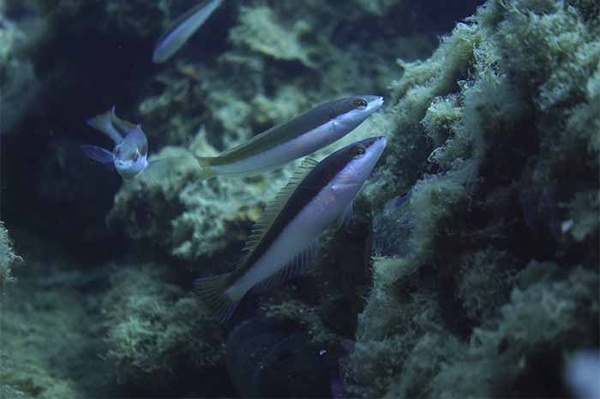 Algunas de las especies que viven alrededor del OBSEA. Imagen: OBSEA-UPC