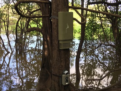 Uno de los nodos Providence instalado por el LAB en la reserva de Mamirauá. Imagen: Michel André