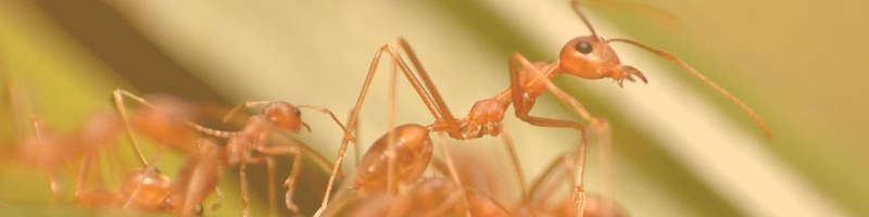 Consulta de pagaments.jpg