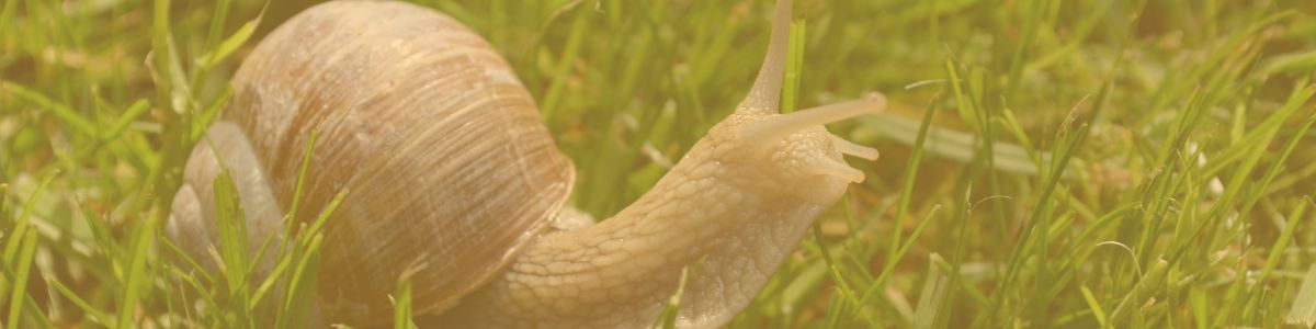 Portafirmes electrònic.jpg