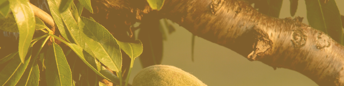 Comptabilitat Analítica