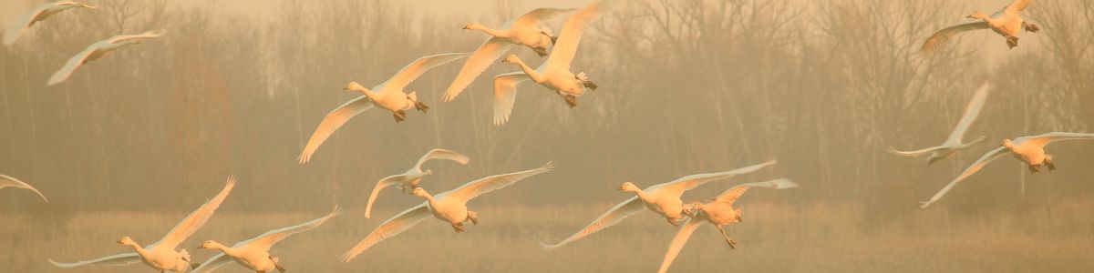 Agències de viatges UPC.jpg